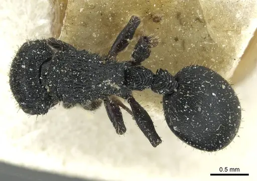 Cataulacus tenuis - CASENT0912570