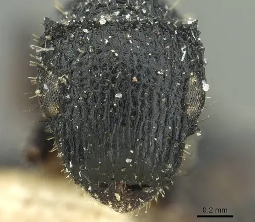 Cataulacus tenuis - CASENT0912570