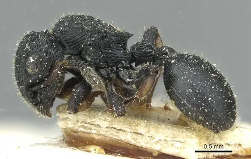 Cataulacus tenuis - CASENT0912570