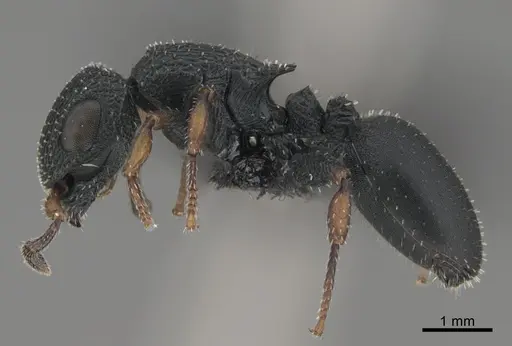 Cataulacus traegaordhi specimen