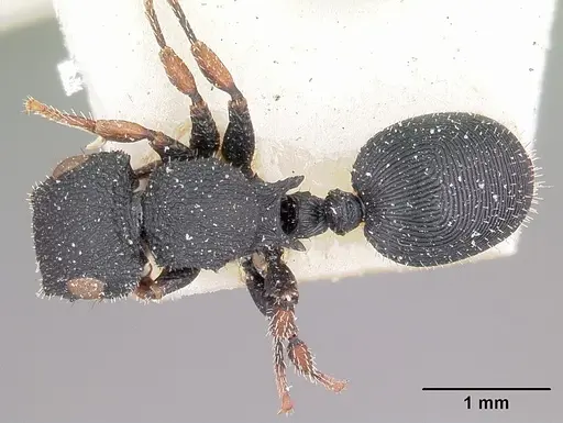 Cataulacus voeltzkowi specimen