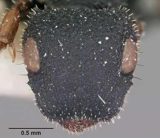 Cataulacus voeltzkowi specimen