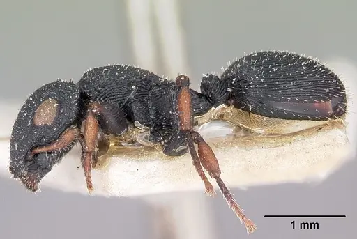 Cataulacus voeltzkowi specimen