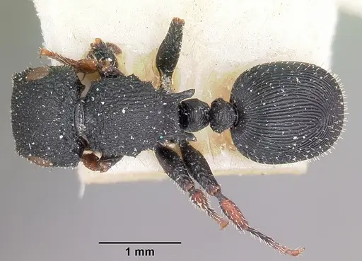 Cataulacus voeltzkowi - CASENT0101243