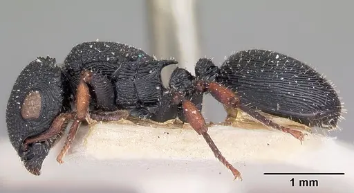 Cataulacus voeltzkowi - CASENT0101243