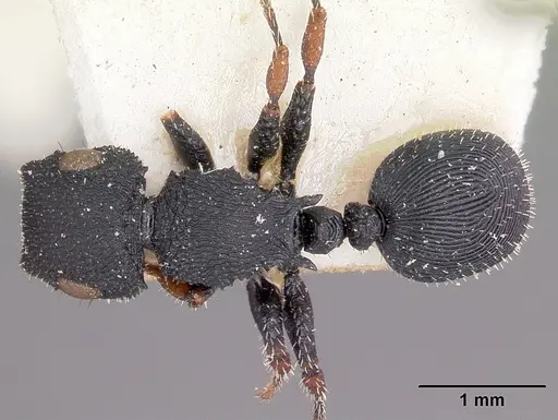 Cataulacus voeltzkowi - CASENT0101251