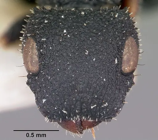 Cataulacus voeltzkowi - CASENT0101251