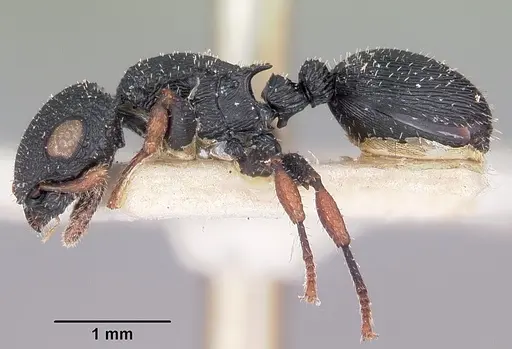 Cataulacus voeltzkowi - CASENT0101251