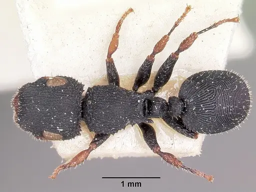 Cataulacus voeltzkowi - CASENT0101252