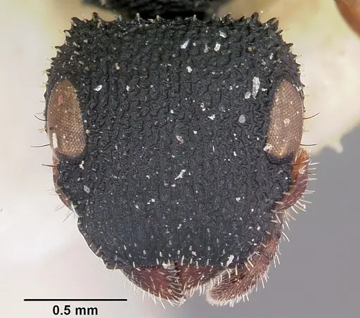 Cataulacus voeltzkowi - CASENT0101252
