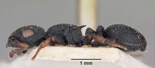 Cataulacus voeltzkowi - CASENT0101252