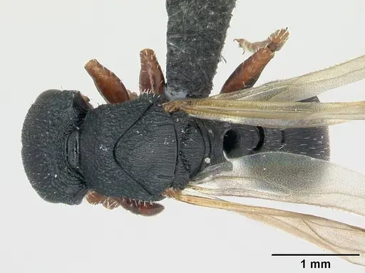 Cataulacus voeltzkowi - CASENT0134343