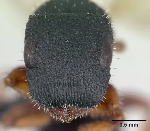 Cataulacus voeltzkowi - CASENT0134343