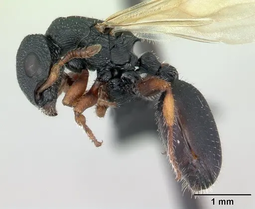 Cataulacus voeltzkowi - CASENT0134343