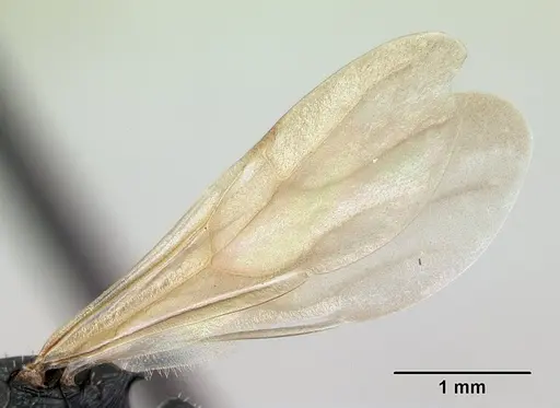 Cataulacus voeltzkowi - CASENT0134343