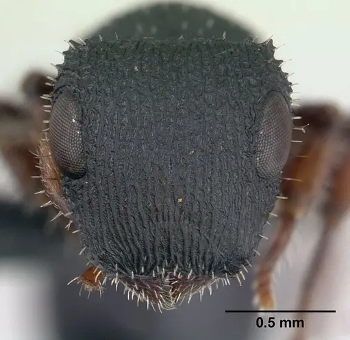 Cataulacus voeltzkowi - CASENT0134349