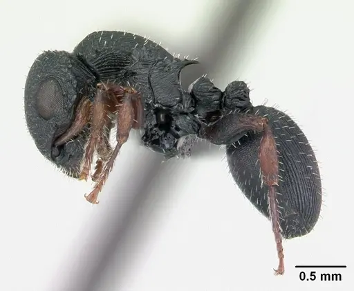 Cataulacus voeltzkowi - CASENT0134349