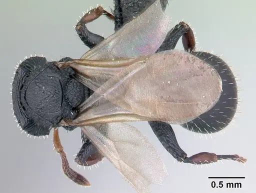 Cataulacus voeltzkowi - CASENT0146720