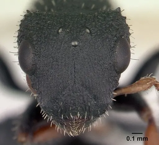 Cataulacus voeltzkowi - CASENT0146720