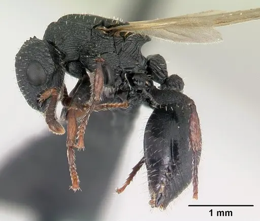 Cataulacus voeltzkowi - CASENT0146720