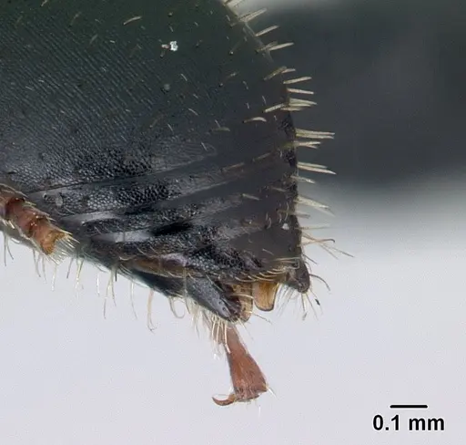 Cataulacus voeltzkowi - CASENT0146720