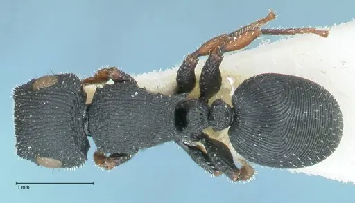 Cataulacus voeltzkowi - FOCOL2126