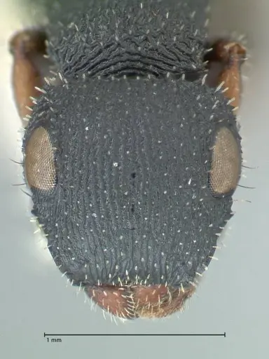 Cataulacus voeltzkowi - FOCOL2126