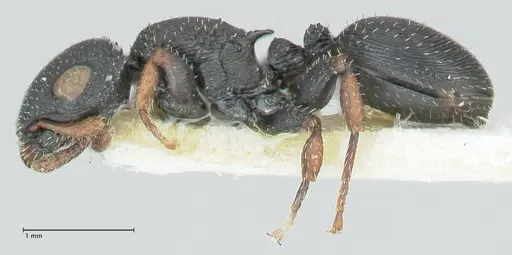 Cataulacus voeltzkowi - FOCOL2126