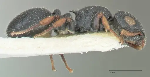 Cataulacus voeltzkowi - FOCOL2126