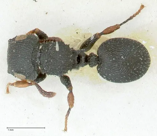 Cataulacus voeltzkowi - FOCOL2127