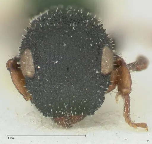 Cataulacus voeltzkowi - FOCOL2127