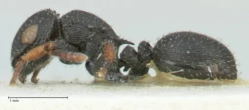 Cataulacus voeltzkowi - FOCOL2127