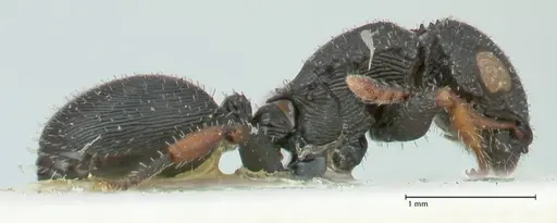 Cataulacus voeltzkowi - FOCOL2127