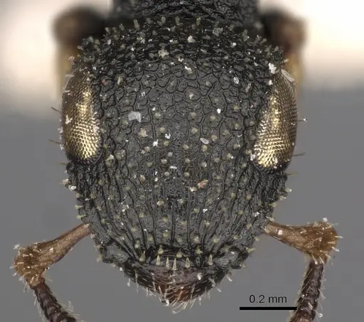 Cataulacus vorticus specimen