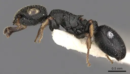 Cataulacus vorticus specimen