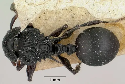 Cataulacus wasmanni specimen