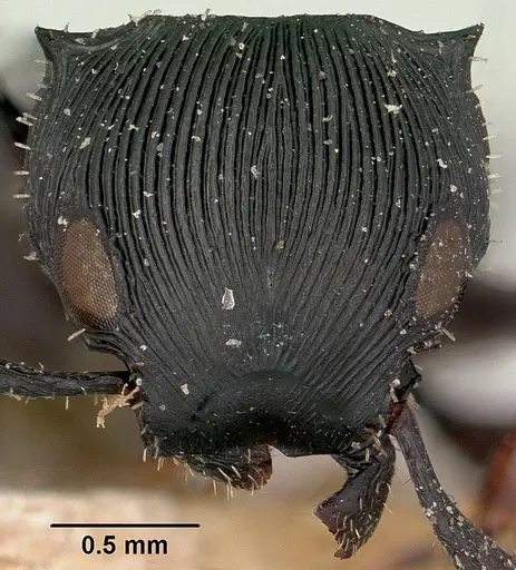 Cataulacus wasmanni specimen