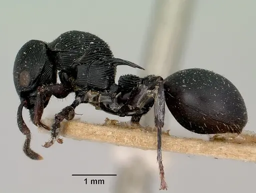 Cataulacus wasmanni specimen