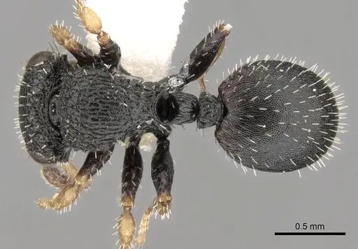 Cataulacus weissi specimen