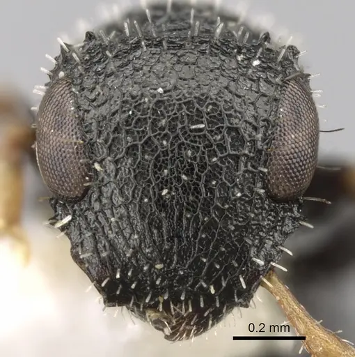 Cataulacus weissi specimen