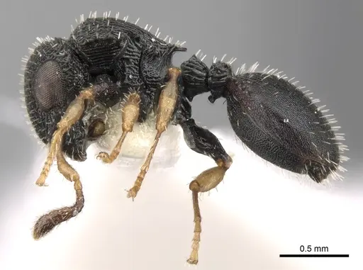 Cataulacus weissi specimen