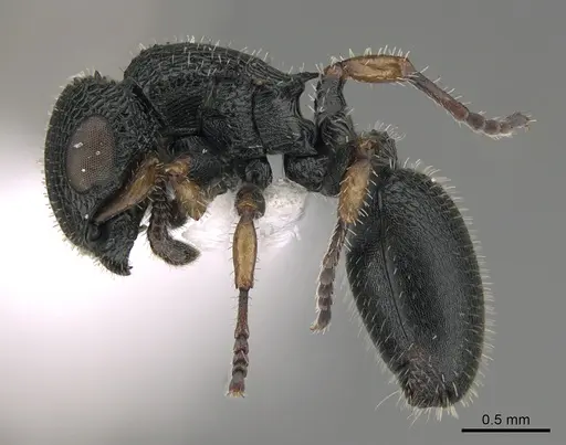 Cataulacus weissi - CASENT0415787