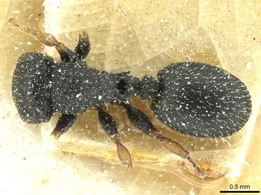 Cataulacus weissi - CASENT0912573