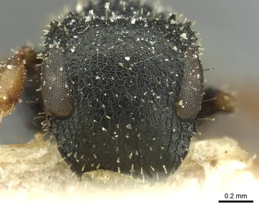 Cataulacus weissi - CASENT0912573