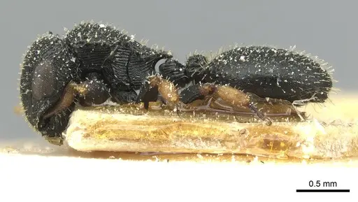 Cataulacus weissi - CASENT0912573