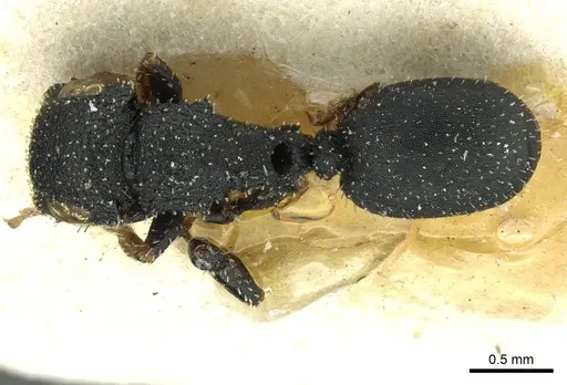 Cataulacus weissi - CASENT0912574