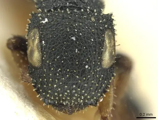 Cataulacus weissi - CASENT0912574