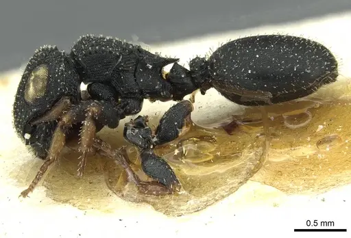 Cataulacus weissi - CASENT0912574