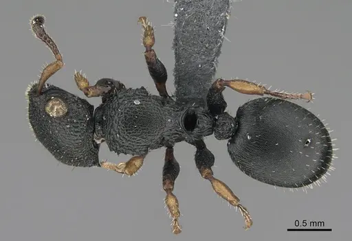 Cataulacus wissmannii specimen