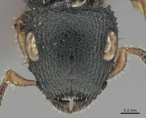 Cataulacus wissmannii specimen